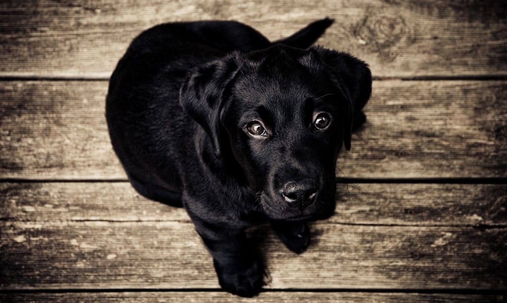 Černé labradorské štěně sedící na dřevěné podlaze a vzhlížející do objektivu