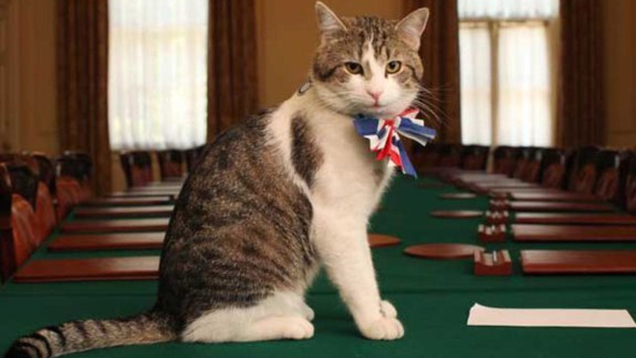 Mourovatá bílo-hnědá kočka Larry s mašlí v barvách britské vlajky sedí na zeleném zasedacím stole